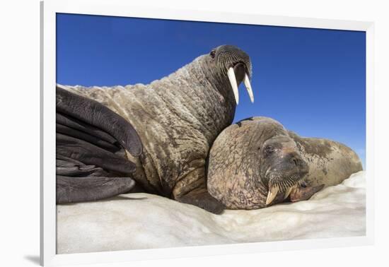 Walruses on Iceberg, Hudson Bay, Nunavut, Canada-Paul Souders-Framed Photographic Print