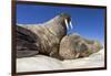 Walruses on Iceberg, Hudson Bay, Nunavut, Canada-Paul Souders-Framed Photographic Print