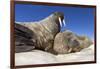 Walruses on Iceberg, Hudson Bay, Nunavut, Canada-Paul Souders-Framed Photographic Print