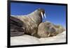 Walruses on Iceberg, Hudson Bay, Nunavut, Canada-Paul Souders-Framed Photographic Print