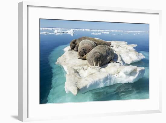 Walruses on Iceberg, Hudson Bay, Nunavut, Canada-Paul Souders-Framed Photographic Print