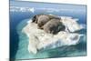 Walruses on Iceberg, Hudson Bay, Nunavut, Canada-Paul Souders-Mounted Photographic Print