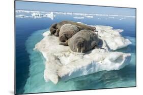 Walruses on Iceberg, Hudson Bay, Nunavut, Canada-Paul Souders-Mounted Photographic Print