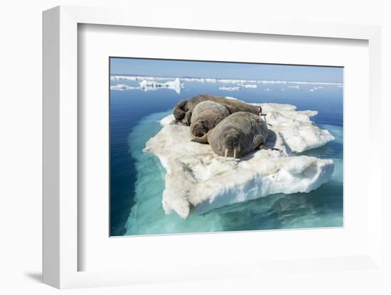 Walruses on Iceberg, Hudson Bay, Nunavut, Canada-Paul Souders-Framed Photographic Print