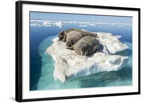 Walruses on Iceberg, Hudson Bay, Nunavut, Canada-Paul Souders-Framed Photographic Print