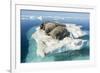 Walruses on Iceberg, Hudson Bay, Nunavut, Canada-Paul Souders-Framed Photographic Print