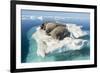 Walruses on Iceberg, Hudson Bay, Nunavut, Canada-Paul Souders-Framed Photographic Print