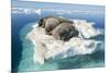 Walruses on Iceberg, Hudson Bay, Nunavut, Canada-Paul Souders-Mounted Photographic Print