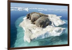 Walruses on Iceberg, Hudson Bay, Nunavut, Canada-Paul Souders-Framed Photographic Print