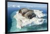 Walruses on Iceberg, Hudson Bay, Nunavut, Canada-Paul Souders-Framed Photographic Print