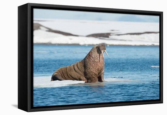 Walruses on Spitsbergen-Inge Jansen-Framed Stretched Canvas