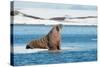 Walruses on Spitsbergen-Inge Jansen-Stretched Canvas