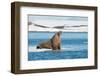 Walruses on Spitsbergen-Inge Jansen-Framed Premium Photographic Print