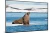 Walruses on Spitsbergen-Inge Jansen-Mounted Premium Photographic Print