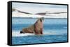 Walruses on Spitsbergen-Inge Jansen-Framed Stretched Canvas