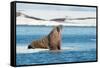Walruses on Spitsbergen-Inge Jansen-Framed Stretched Canvas