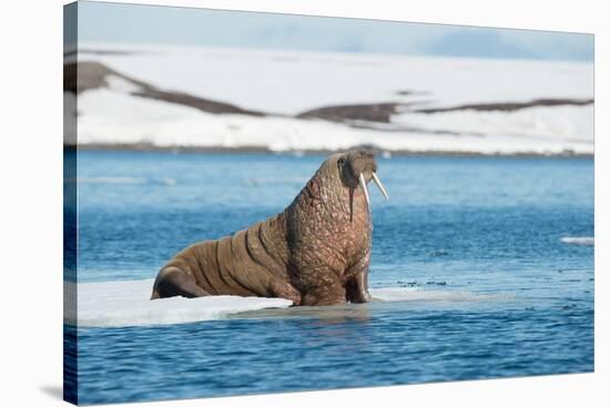 Walruses on Spitsbergen-Inge Jansen-Stretched Canvas