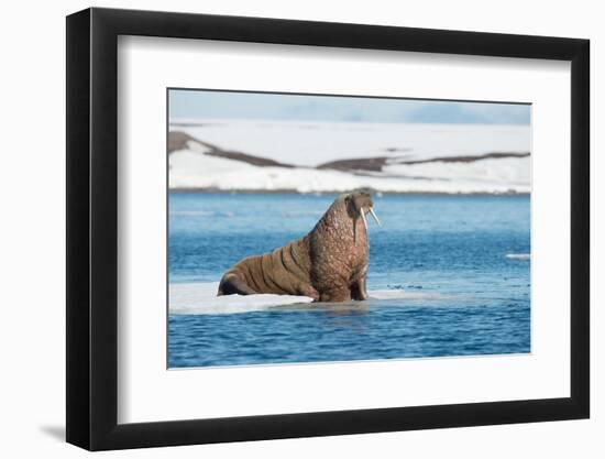 Walruses on Spitsbergen-Inge Jansen-Framed Photographic Print