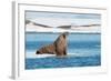 Walruses on Spitsbergen-Inge Jansen-Framed Photographic Print