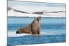 Walruses on Spitsbergen-Inge Jansen-Mounted Photographic Print