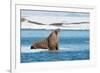 Walruses on Spitsbergen-Inge Jansen-Framed Photographic Print