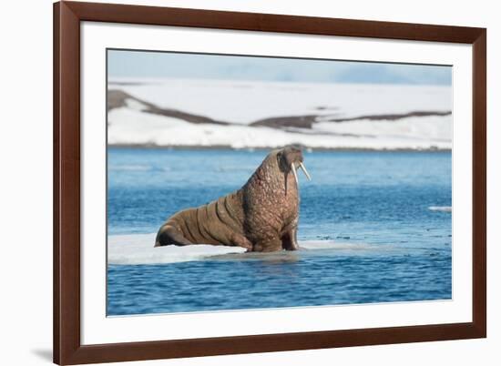 Walruses on Spitsbergen-Inge Jansen-Framed Photographic Print