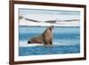 Walruses on Spitsbergen-Inge Jansen-Framed Photographic Print