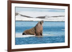 Walruses on Spitsbergen-Inge Jansen-Framed Photographic Print