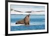 Walruses on Spitsbergen-Inge Jansen-Framed Photographic Print