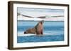 Walruses on Spitsbergen-Inge Jansen-Framed Photographic Print