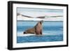 Walruses on Spitsbergen-Inge Jansen-Framed Photographic Print