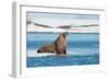 Walruses on Spitsbergen-Inge Jansen-Framed Photographic Print