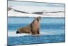 Walruses on Spitsbergen-Inge Jansen-Mounted Photographic Print