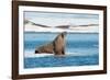 Walruses on Spitsbergen-Inge Jansen-Framed Photographic Print