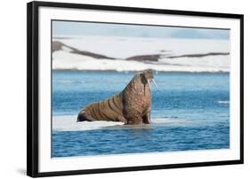 Walruses on Spitsbergen-Inge Jansen-Framed Photographic Print