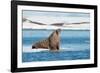 Walruses on Spitsbergen-Inge Jansen-Framed Photographic Print