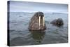 Walruses Swimming-Paul Souders-Stretched Canvas