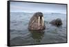 Walruses Swimming-Paul Souders-Framed Stretched Canvas