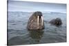Walruses Swimming-Paul Souders-Stretched Canvas