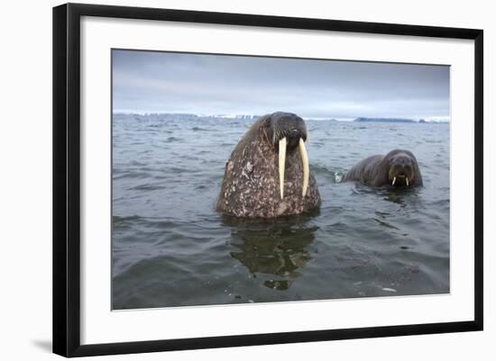 Walruses Swimming-Paul Souders-Framed Photographic Print