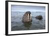 Walruses Swimming-Paul Souders-Framed Photographic Print