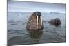 Walruses Swimming-Paul Souders-Mounted Photographic Print