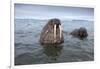 Walruses Swimming-Paul Souders-Framed Photographic Print