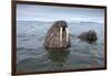 Walruses Swimming-Paul Souders-Framed Photographic Print