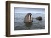 Walruses Swimming-Paul Souders-Framed Photographic Print