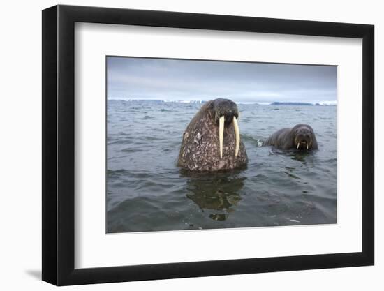 Walruses Swimming-Paul Souders-Framed Photographic Print