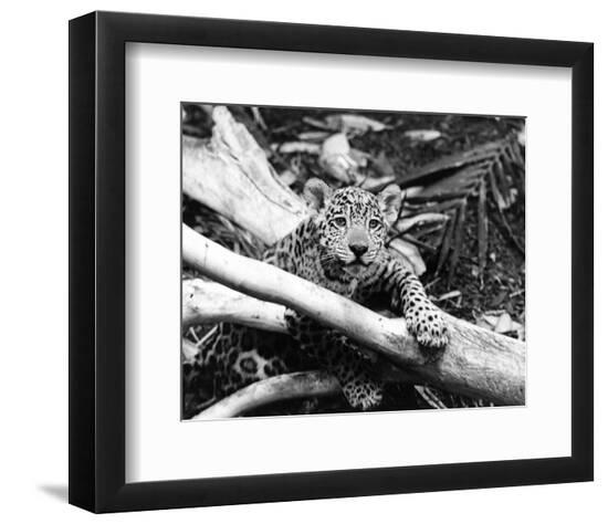 Photo, , large