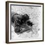 Walt Disney Using Camera in Rio De Janeiro, Brazil, 1941-Hart Preston-Framed Photographic Print