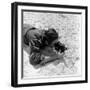 Walt Disney Using Camera in Rio De Janeiro, Brazil, 1941-Hart Preston-Framed Photographic Print