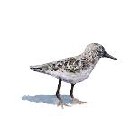 Sandpiper on White I-Walt Johnson-Art Print